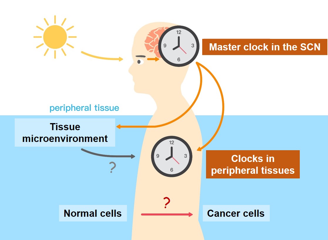 A Link Between Clocks And Cancer Srbr Society For Research On