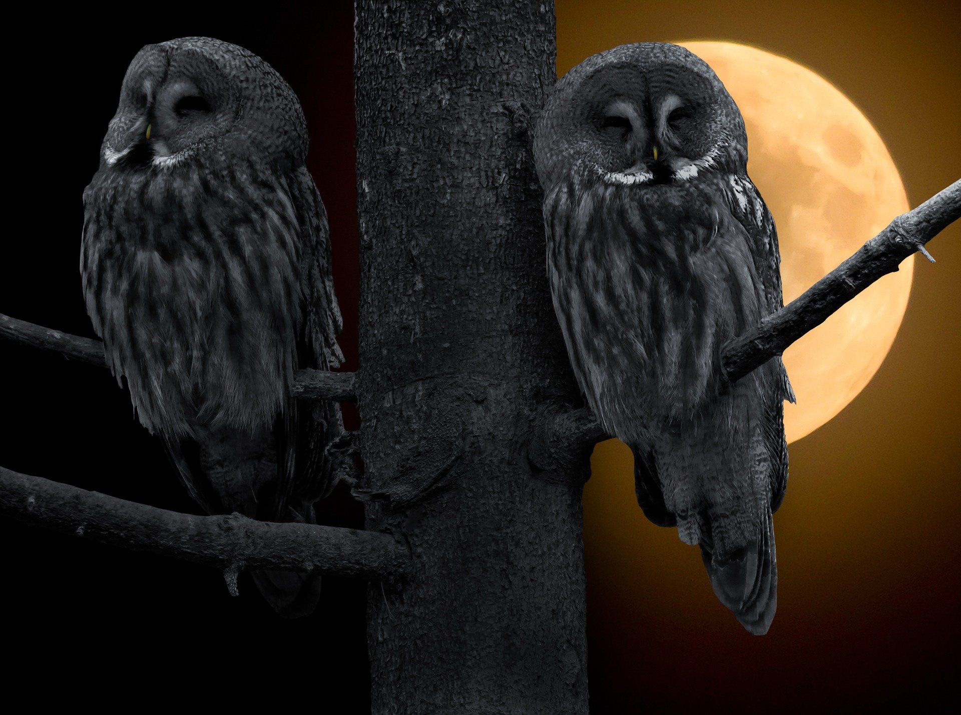 Night Owls Unite My Life With Delayed Sleep Phase Disorder Part II 