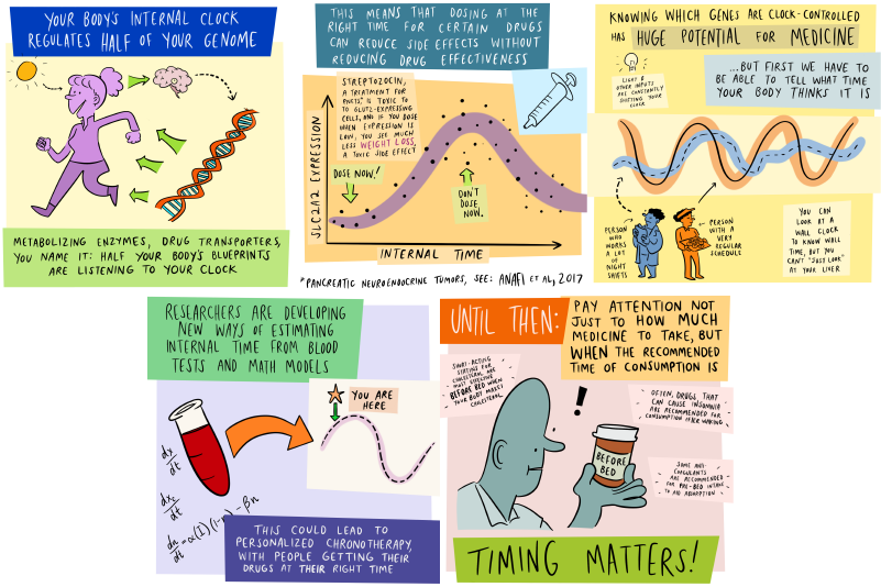 Infographic-drug-timing_small
